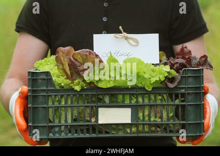 Frischen, rohen Kopfsalat in Kunststoffbox verpackt zum Verkauf bereit. Bauer Holding Box in den Händen Stockfoto