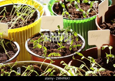 Junge Tomaten Keimlinge mit Kunststoff tags in Töpfen Stockfoto