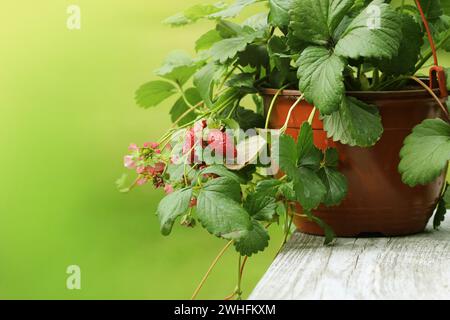 Alpine Erdbeere Pflanze im Topf mit rosa Blume auf grünem Hintergrund Stockfoto