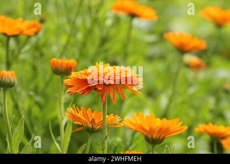 Orange Topf Ringelblume - Calendula officinalis Feld bloosom Stockfoto