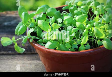 Keimlinge von grüne Basilikum. Junge Kräuter Sprossen für Einpflanzen bereit. Gartenarbeit Konzept Stockfoto