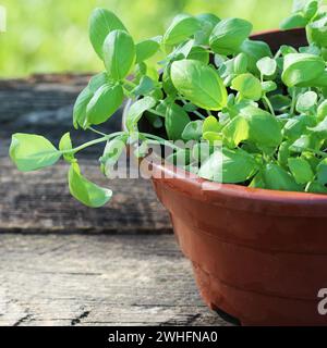 Keimlinge von grüne Basilikum. Junge Kräuter Sprossen für Einpflanzen bereit. Gartenarbeit Konzept Stockfoto