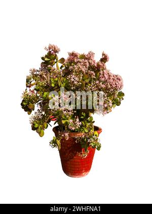 Crassula ovata Jadepflanze mit kleinen rosa-weißen Blüten Stockfoto