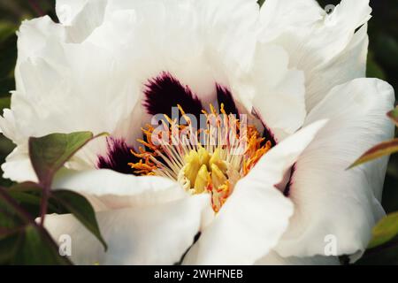 Blühende weiße Baumpfingstrose. Große weiße Pfingstrosen in der Frühlingssaison Stockfoto