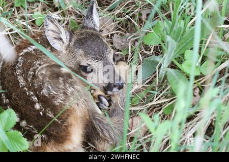 Kleines Reh im Gras. Lepus europaeus. . Wildlife Szene aus der Natur Stockfoto