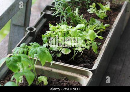 Gemüsegarten auf Terrasse. Kräuter, Tomaten Sämling wächst in Container Stockfoto