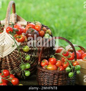 Verschiedene Heirloom Tomaten in Körben bunte Tomaten - rot, gelb, orange. Ernte Gemüse kochen Konzeption Stockfoto