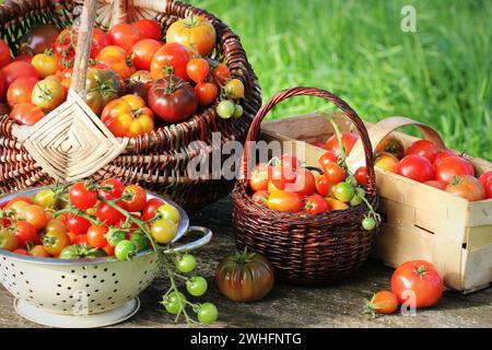 Erbstück-Tomaten in Körben auf rustikalem Tisch. Bunte Tomaten - rot, gelb, orange. Erntekonzept für Gemüsekochen Stockfoto