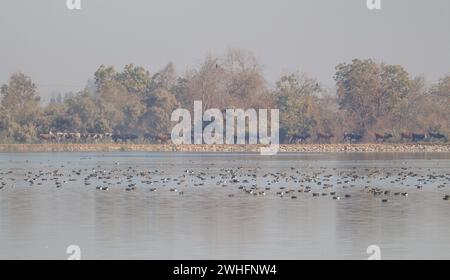 Verschiedene Zugvögel am Nil in Assuan, Ägypten Stockfoto