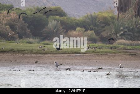 Verschiedene Zugvögel am Nil in Assuan, Ägypten Stockfoto