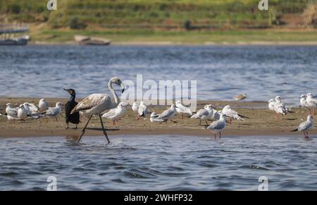 Verschiedene Zugvögel am Nil in Assuan, Ägypten Stockfoto