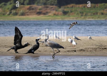 Verschiedene Zugvögel am Nil in Assuan, Ägypten Stockfoto