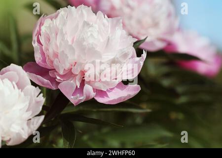 Ein wunderschöner blühender Pfingstrosen-Busch mit rosa Blumen im Garten Stockfoto