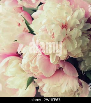 Wunderschöne Sommerblumen. Strauß aus rosa Pfingstrosen und William Hintergrund. Stockfoto