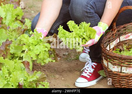 Frau pflückt frischen Salat aus ihrem Garten. Salat in einen Korb Stockfoto