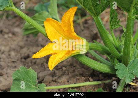 Zucchini Pflanzen in Blüte auf der Garden Bed Stockfoto