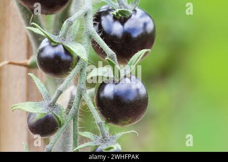 Schwarze Tomaten auf einem Zweig in den Garten. Indigo rose Tomaten Stockfoto