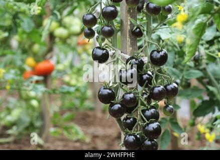 Schwarze Tomaten auf einem Zweig in den Garten. Indigo rose Tomaten Stockfoto