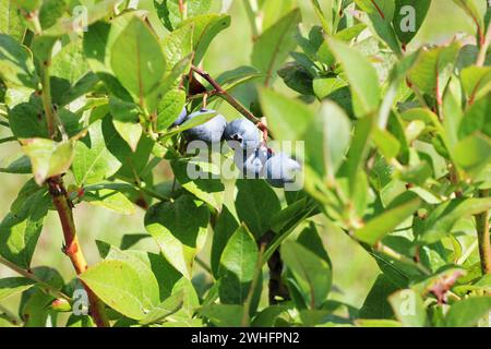 Blaubeeren Reifen auf der Bush. Strauch von Heidelbeeren. Stockfoto