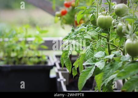 Gemüsegarten auf Terrasse. Tomaten Sämling wächst in Container Stockfoto