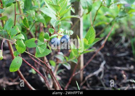 Blaubeeren Reifen auf der Bush. Strauch von Heidelbeeren. Stockfoto