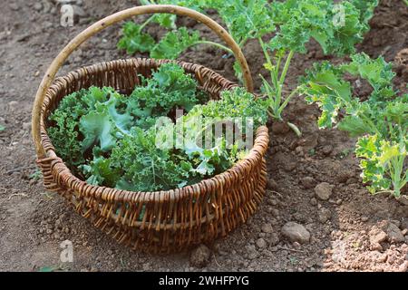 Junger Grünkohl, der im Gemüsegarten wächst. Gärtner pflückt Blätter im Korb Stockfoto