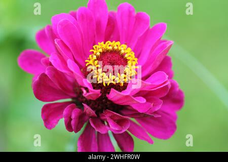 Schöne Zinnia elegans oder Jugend- und alters- oder gemeinsamen Zinnia oder Elegante zinnia Blume im Garten Stockfoto