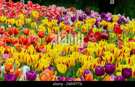 Tulpen, helle schöne Farbe, blühen im Garten auf dem offenen Feld, warmer Frühlingstag, Nahaufnahme Stockfoto