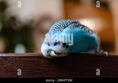 Budgie männlicher blauer Vogel flauschig verspieltes Tier Stockfoto