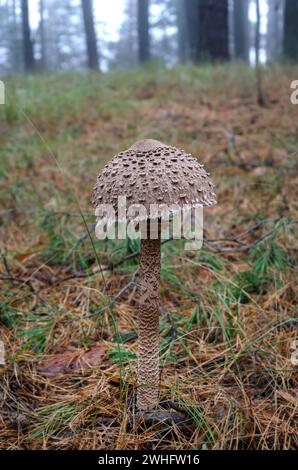 Pilzschirm mit einer weißen Kappe wächst im Wald auf einem Hintergrund von Blättern Stockfoto