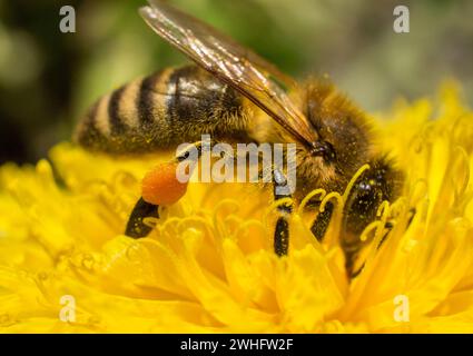 Biene sammelt Nektar auf eine Blume Löwenzahn Stockfoto