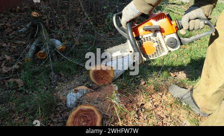 Der Arbeiter schneidet den alten Baum mit einer Kettensäge, ein Mann im Dorf arbeitet mit einer Benzinsäge in einem orangen Kasten und reinigt Bäume Stockfoto