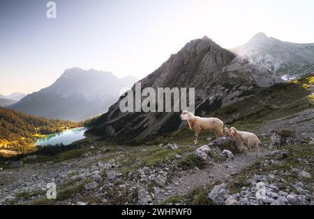 Schafe mit Lämmern in hohen Bergen bei Sonnenaufgang Stockfoto