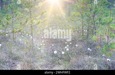 Baumwollgras im Sumpf bei Sonnenschein Stockfoto