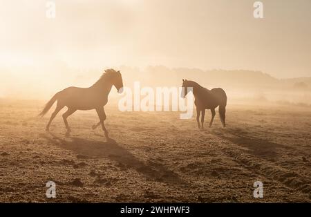 Pferde galoppieren auf nebeliger, sonniger Weide Stockfoto