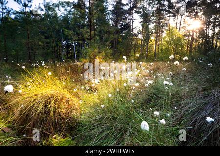 Morgensonne im Waldsumpf mit Baumwollgras Stockfoto