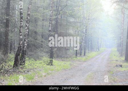 Straße in wunderschönem Birkenwald in dichtem Nebel Stockfoto