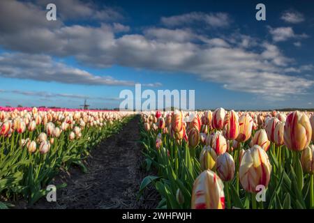 Schöne weiße und rote Tulpen auf dem Feld mit Windmühle Stockfoto
