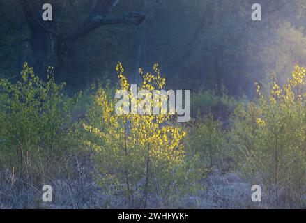 Nebligen Sonnenaufgang im herbstlichen Wald Stockfoto