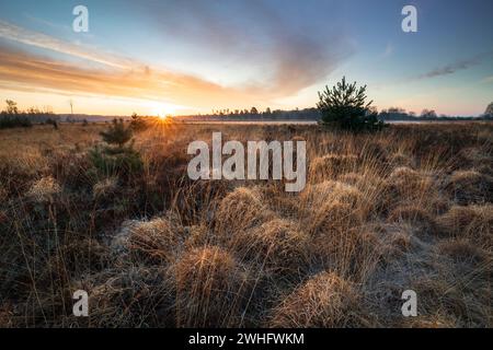 Goldener Sonnenaufgang über dem Sumpfgebiet im Frühling Stockfoto