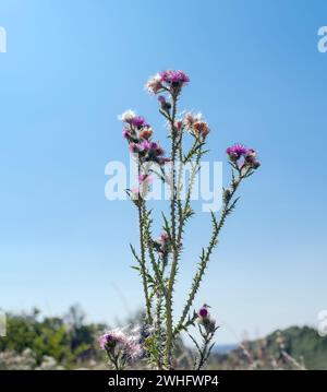 Distel Blume und Blätter isoliert gegen weiß Stockfoto