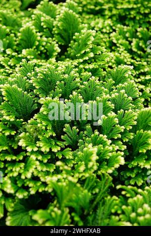 Natürliche vertikale Nahaufnahme der frischen grünen Blätter von Variegated oder Martenss-Stachelmoos, Selaginella martensii Stockfoto