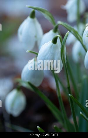 Porträt von Schneeglöckchen in der Wildnis Stockfoto