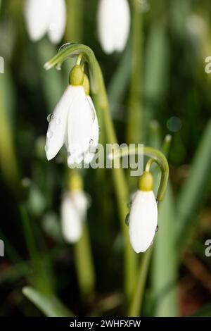 Porträt von Schneeglöckchen in der Wildnis Stockfoto