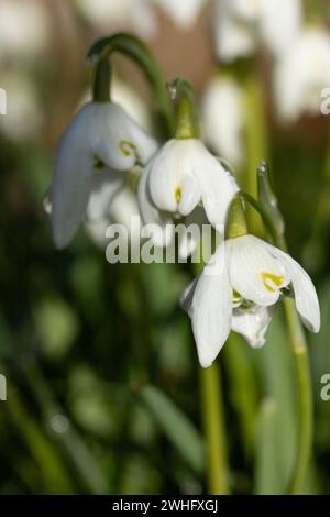 Porträt von Schneeglöckchen in der Wildnis Stockfoto