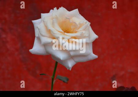 Rote und weiße Rosenblüten Stockfoto