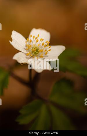 Makrobild einer Holzanemone Stockfoto