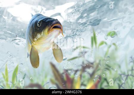 Karpfen unter Wasser Stockfoto