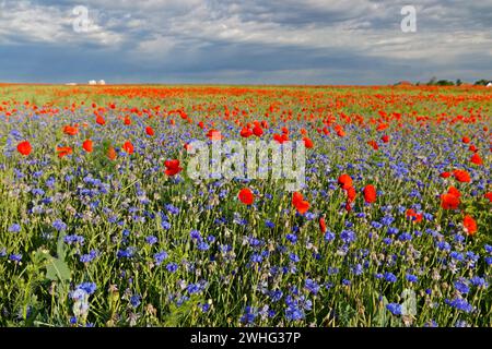 Farbenfrohes Feld im Sommer mit roten Mohnblumen und blauen Kornblumen Stockfoto