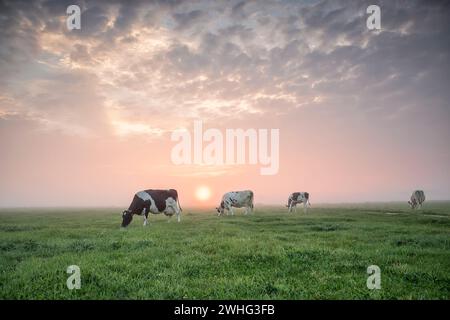 Kühe, die bei Sonnenaufgang auf der Weide weiden Stockfoto
